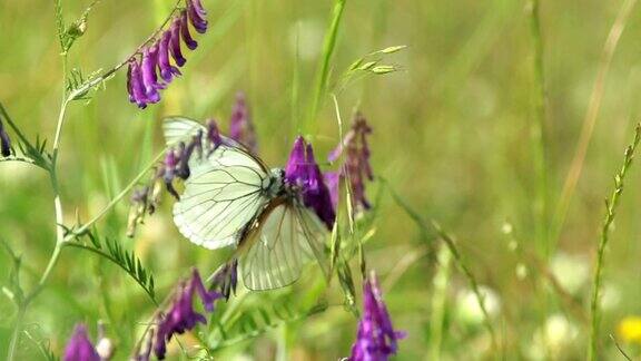 这是一只白色蝴蝶的微距镜头