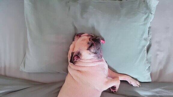 哈巴狗正在午睡躺在床上的枕头上休息舌头伸着看起来很滑稽呼噜声也很滑稽