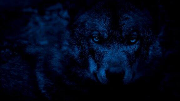 夜晚狼在树林里四处张望