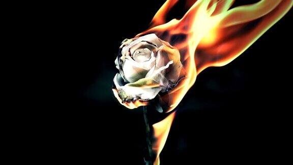 燃烧的玫瑰