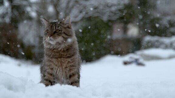 慢镜头:可爱的长毛家猫坐在田园诗般的雪后院里