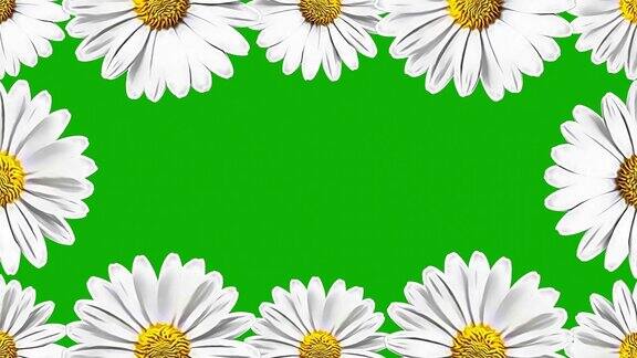旋转白色雏菊花框架运动图形与绿色屏幕背景