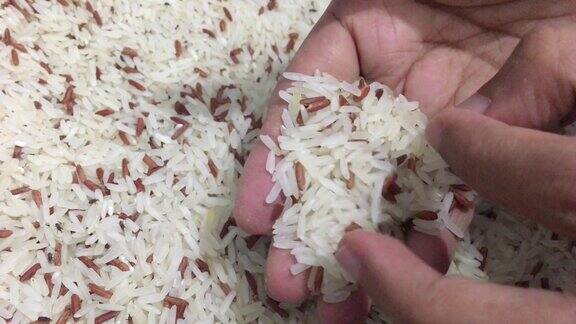 用手从糙米中清除米象虫的镜头