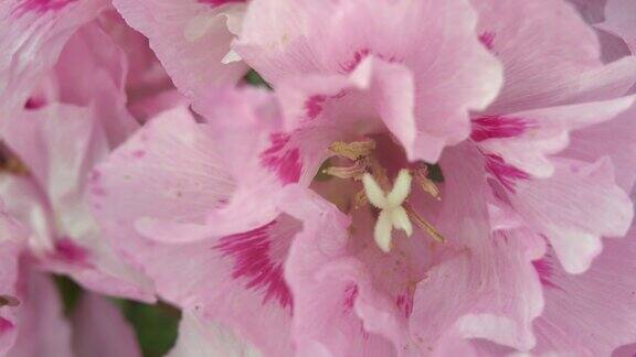 粉红色的godecia花在绿色的夏季花园的背景上吹在风中宏花背景