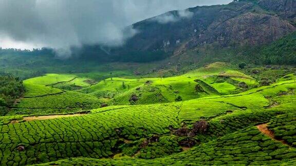 印度喀拉拉邦穆纳尔的绿茶种植园