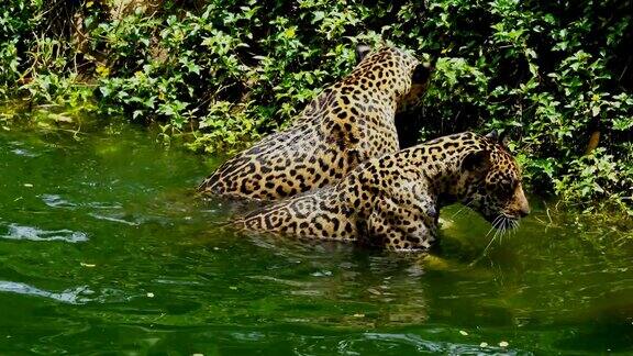 两只美洲虎在池塘里玩耍和游泳
