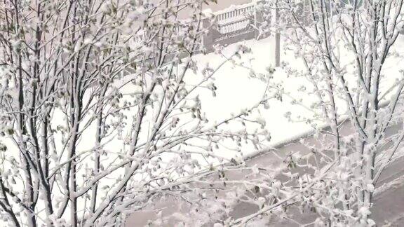 在春天雪春天的雪覆盖了大街上的绿叶树下的雪