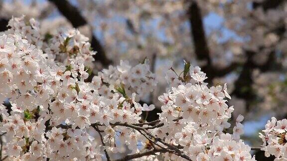 樱花的花将日本秋田犬