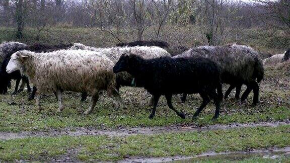 一群羊在农夫的田里休息