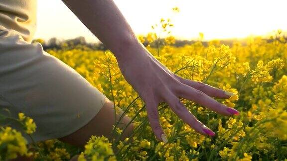 高清慢镜头:女人的手触摸油菜花