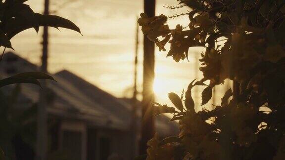 风吹树和花的剪影日落
