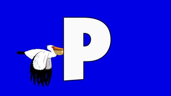 字母P与鹈鹕(背景)