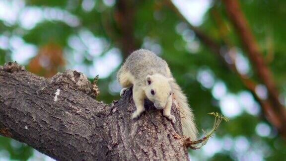 松鼠在树枝上爬