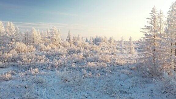 冬天美丽的苔原风光树枝上结霜第一场雪北极圈森林在阳光下被白霜覆盖从高空鸟瞰冻土带的景观