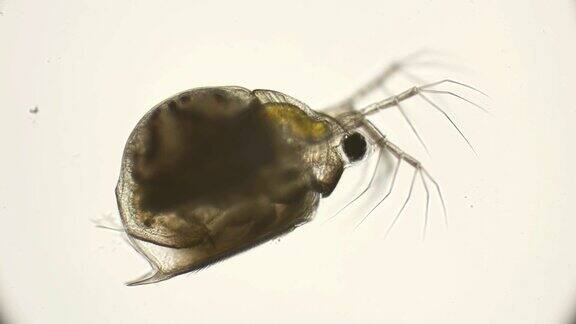 水蚤水蚤在显微镜下观察
