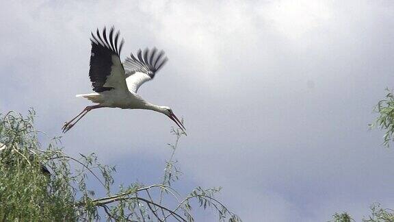 白鹳白鹳一对站在巢上一只在飞翔法国阿尔萨斯慢镜头