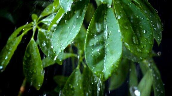 雨落绿叶