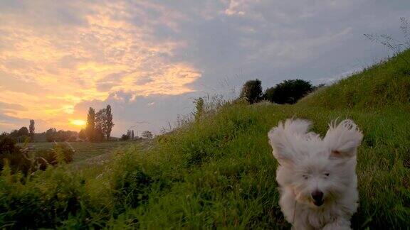 慢动作狗在草地上奔跑在日落