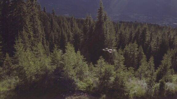 无人机拍摄的一架无人机在树林里飞行