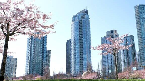 盛开的樱花枝与摩天大楼背景在春天温哥华不列颠哥伦比亚省加拿大林大伟公园樱花盛开的城市