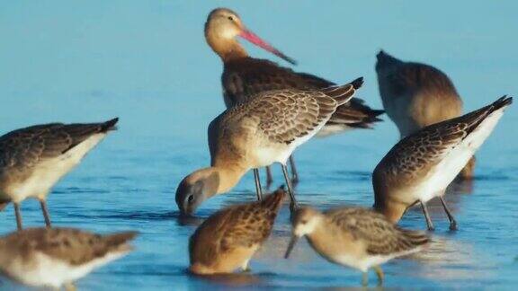 鸟一群黑尾Godwits(LimosaLimosa)在浅水中漫步用长喙啄食淤泥在夏季阳光明媚的晚上找到食物并吃掉它