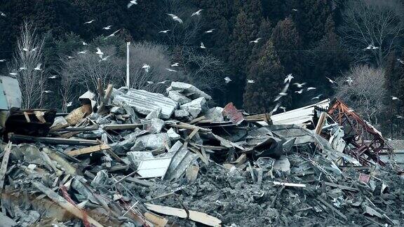 海啸过后鸟儿飞过福岛的垃圾