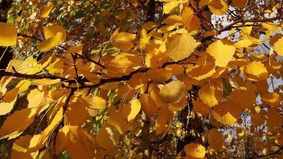 树上美丽的秋叶在风中摇曳