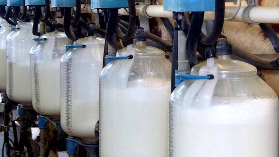 奶牛场的瓶装牛奶