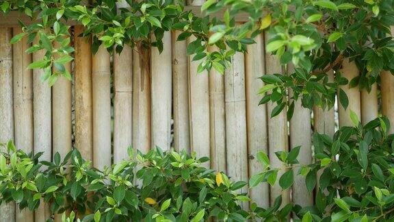 竹篱周围植被茂盛在泰国耐用的竹栅栏和明亮的绿色灌木丛自然背景多汁的异国情调的热带树叶纹理背景与copyspace