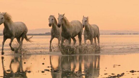 日落时分WSCamargue的马在海滩上奔驰