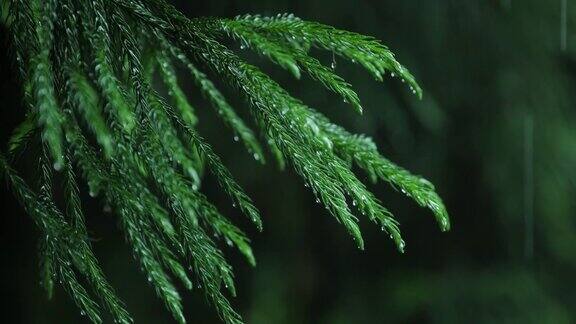 下雨的一天