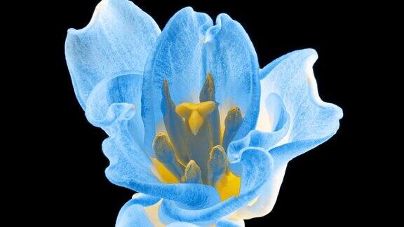 开一朵郁金香慢动作拍摄美丽的蓝色郁金香花孤立在黑色的背景郁金香的慢动作一束春天的复活节花户外特写节日的花束4k的视频宏
