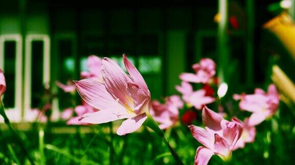 百合花在风中摇摆