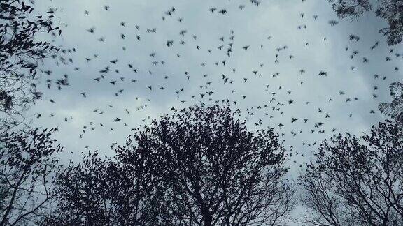 鸟类迁徙