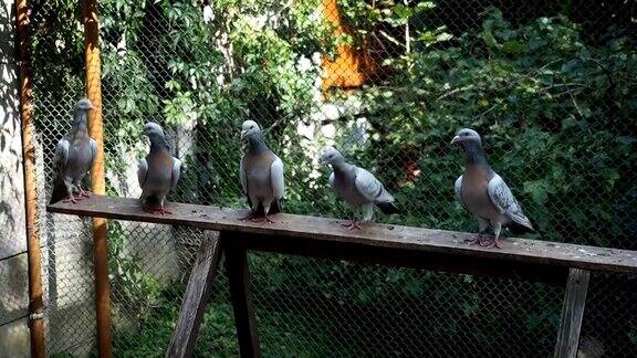 鸟舍中的一群鸽子