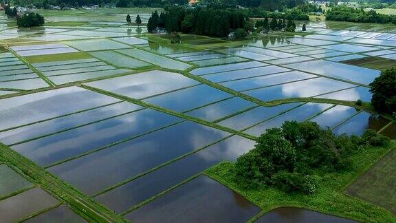 鸟瞰日本乡村风光水稻种植季节