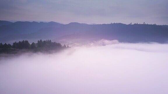 雾周围海岸红杉森林-航拍