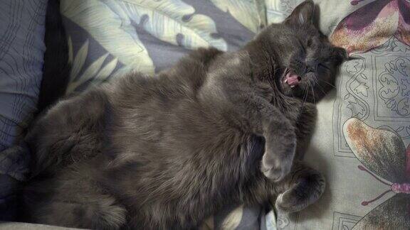 灰猫打呵欠睡在床上家猫睡觉的姿势肚皮朝上头朝下
