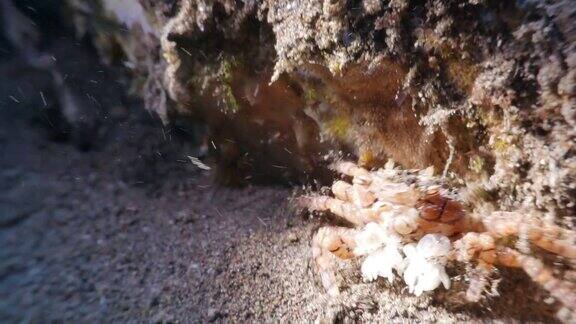 与海葵有关的八角蟹印度尼西亚(4K)