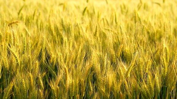 黄金小麦农业主粮作物
