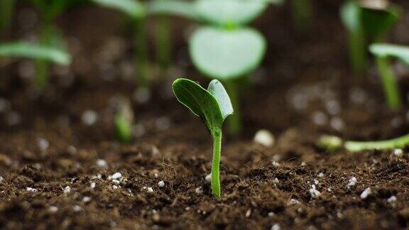 温室农业中植物生长时间、芽的萌发