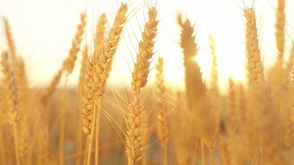 特写:在金色的夕阳下麦田里干燥的麦穗上的成熟种子的细节