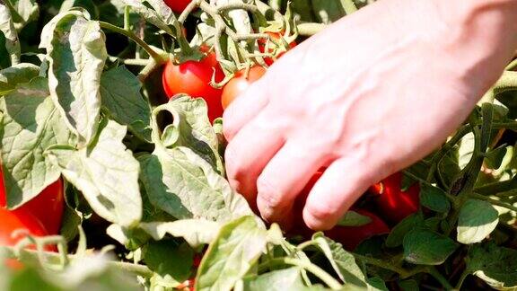 意大利南部:阳光照射下树上的一组新鲜番茄