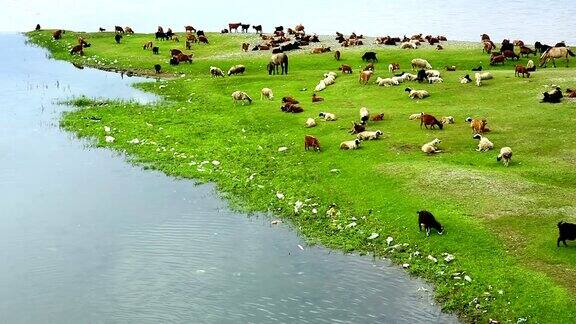 在河岸上吃草的动物