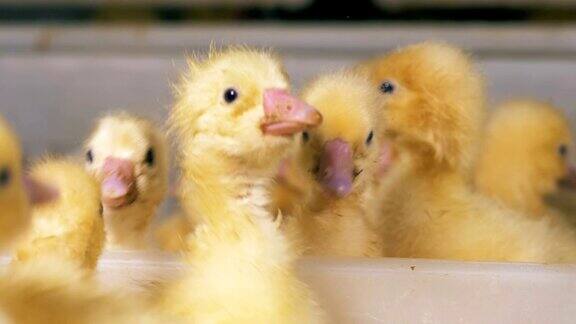 许多小鸭子在一个容器里饲养家禽养殖家禽产业