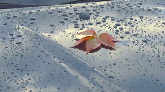 一片美丽的秋叶躺在一个干净的汽车倾斜相机的抛光引擎盖上
