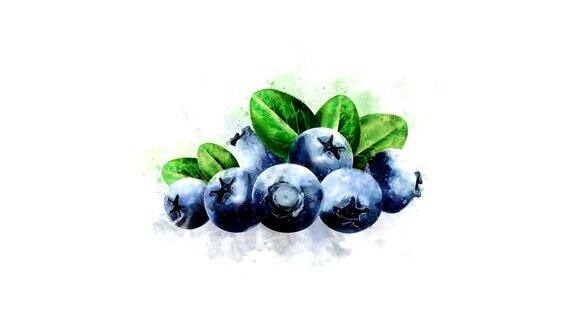 蓝莓插图动画