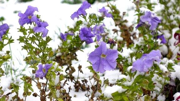 蓝色的花与雪