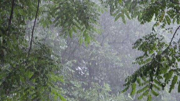 大雨与繁茂的树叶背景的慢镜头