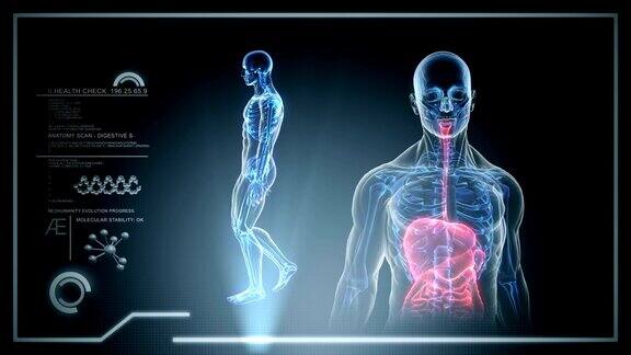 男性解剖-人类消化扫描-股票视频